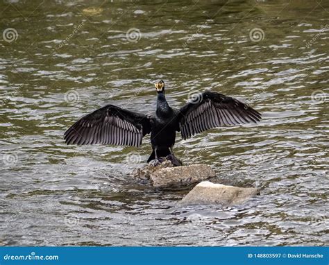 Japanese Cormorant With Wings Outstretched 2 Stock Image Image Of