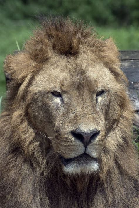 A King of the Jungle, African Lion Stock Photo - Image of monochrome ...