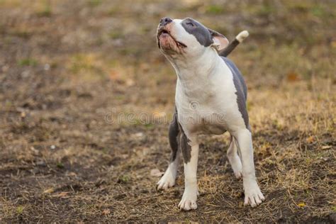 Pit Bull Puppy Playing on the Playground Stock Photo - Image of ...