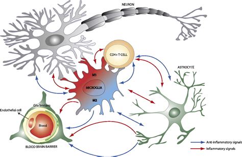 Neuroimmune Regulation Of Microglial Activity Involved In