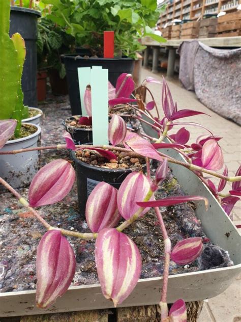 Kaffesladder Tradescantia Zebrina Fuchsiahaven