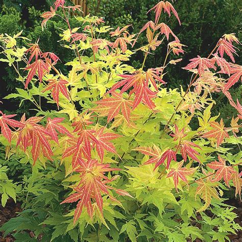 Buy Acer Palmatum Orange Dream Japanese Maple 40cm Tall Acer Palmatum Orange Dream