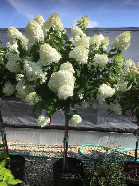 Hortensja Bukietowa Polar Bear Na Pniu Hydrangea Paniculata Pa 5l