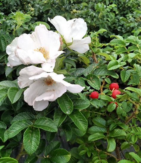 Rose Rosa rugosa Alba from East Coast Nurseries