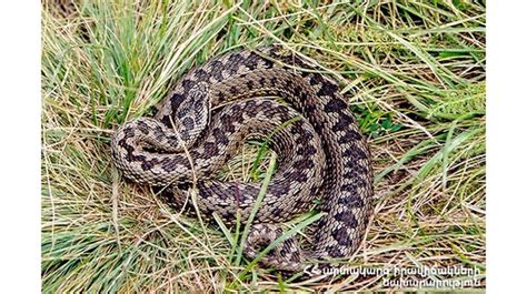 Rescuers Catch Three Snakes In Armenia In Three Days Panorama