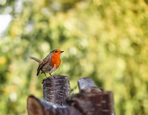 The Dos and Don'ts of Feeding Birds in Your Garden: Keeping Them Safe ...