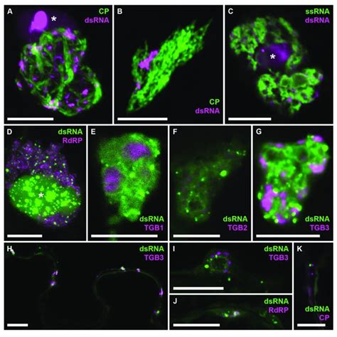 Specific Detection Of Viral DsRNA Species By Fluorescence Labeling In