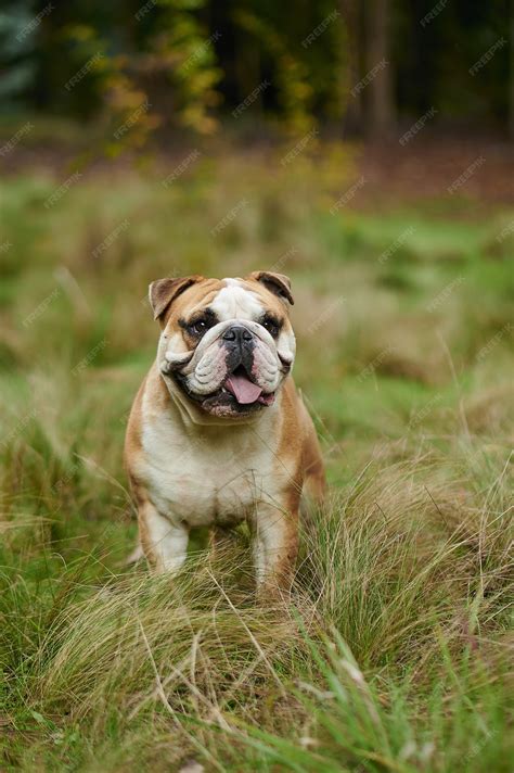 Are Old English Bulldogs Good For Running