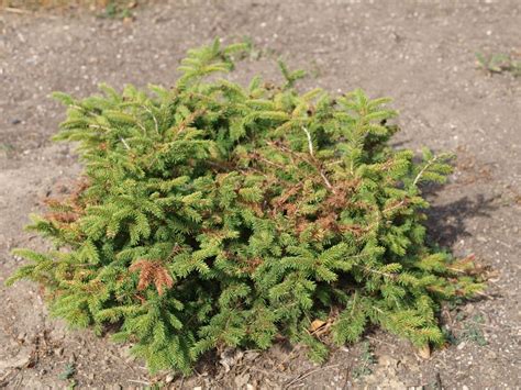 Dwarf Norway Spruce Is One Of The Best Small Evergreen Shrubs For The Landscape Learn How To