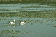 Category Druzno Lake Wikimedia Commons