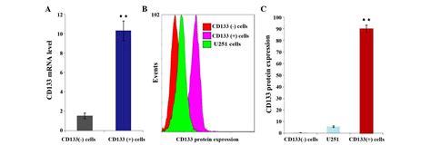 Screening Glioma Stem Cells In U251 Cells Based On The P1 Promoter Of