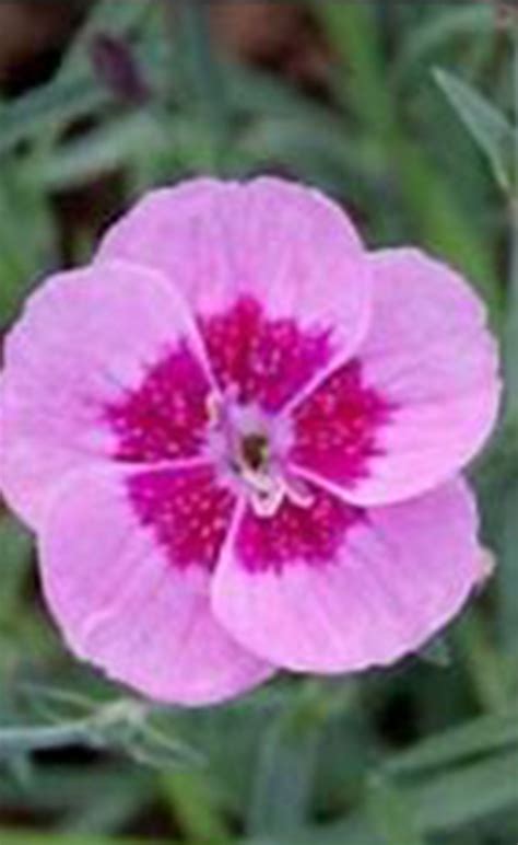 Dianthus everlast ‘Light Pink Eye’ | Jardins Paquette