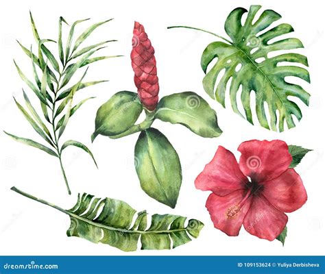 Tropische Blumen Und Bl Tter Des Aquarells Handgemalte Monstera