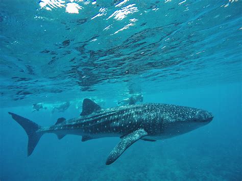 Snorkelling with and spotting whale sharks in the Maldives — Drift ...