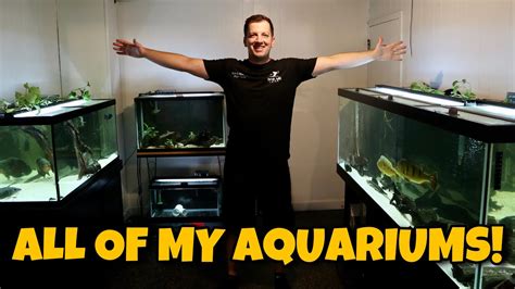 ALL OF MY AQUARIUMS 220 Gallon Aquarium And Fish Room Updates YouTube