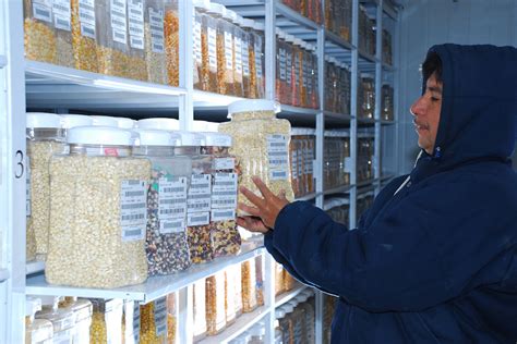 Germplasm Research CIMMYT International Maize And Wheat Improvement