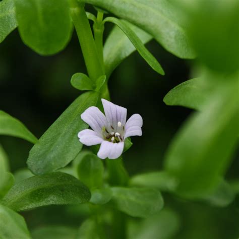 Bacopa monnieri — Florida Aquatic Nurseries