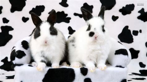 Black and White Bunny Wallpapers - Top Free Black and White Bunny ...