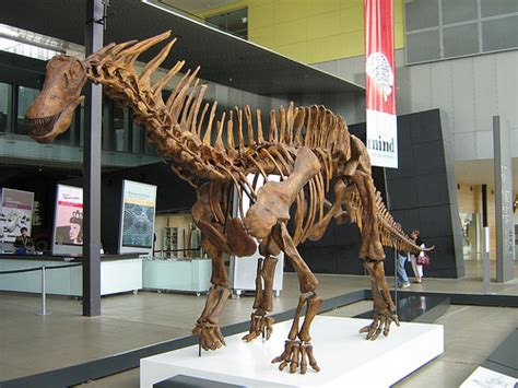 Amargasaurus - Dinopedia - the free dinosaur encyclopedia