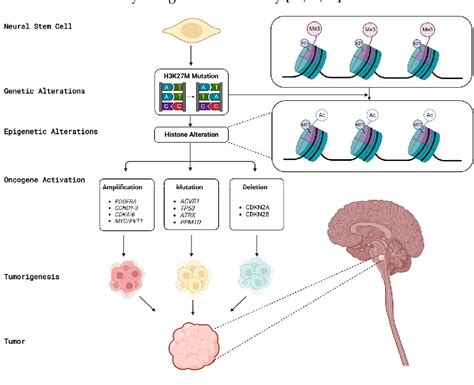 Figure 1 From Decoding Diffuse Midline Gliomas A Comprehensive Review