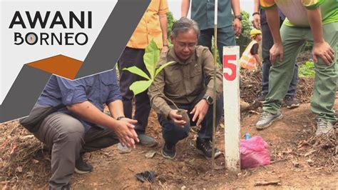 Jabatan Hutan Sabah Giat Capai Sasaran Tanam Juta Pokok Youtube