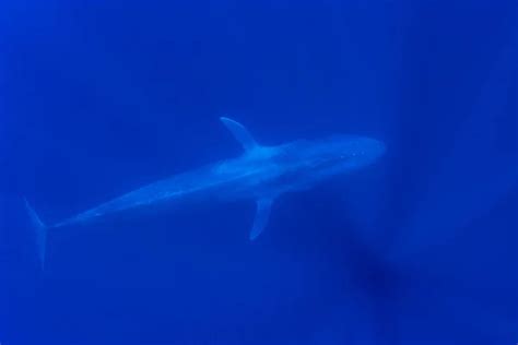 Blue Whale Underwater Pygmy Blue Whale Migrating Timor Leste — Stock ...