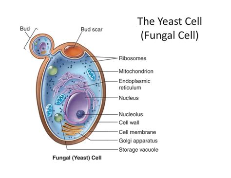 Fungal Cell Diagram Labeled