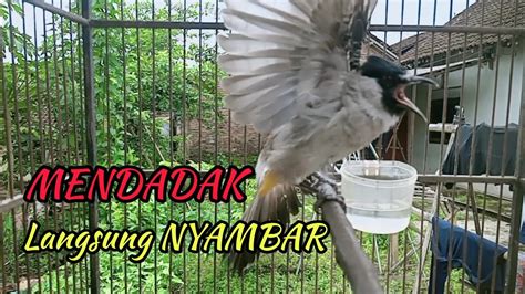 Kutilang Gacor Suara Asli Ngalas Panggilan Ampuh Burung Kutilang Liar