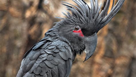 Palm cockatoo | San Diego Zoo Wildlife Explorers