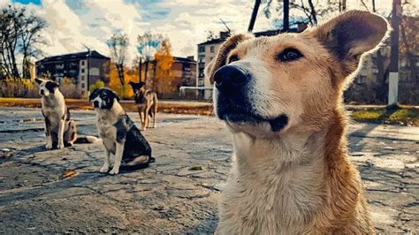 Dogs of Chernobyl: The Effects of 37 Years of Radiation - Pledge Times