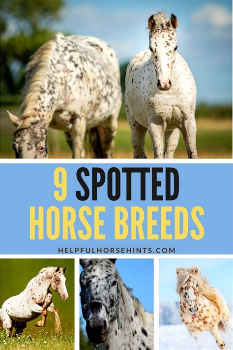 9 Spotted Horse Breeds You'll Love! - Helpful Horse Hints