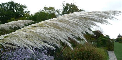 Cortaderia selloana – Plants – Oak Leaf Gardening