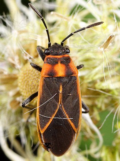 116 best images about hemiptera on Pinterest | Potato bugs, Nymphs and ...