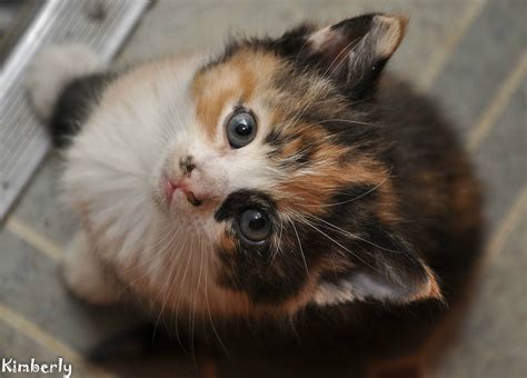 A Kitten Is Looking Up At The Camera