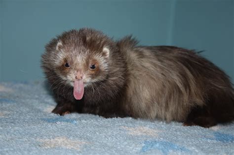 Chocolate Ferret