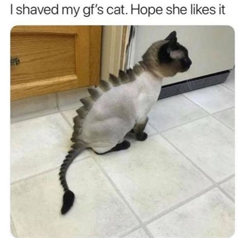 The “I Shaved My Girlfriend’s Cat. Hope She Likes It” Meme – @Realmanshow