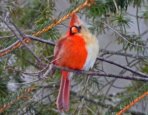 Rare Half Male, Half Female Cardinal in PA - RusticPix