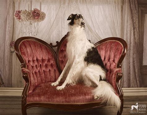 Elegant Borzoi In The Parlor Terri Jacobson Borzoi Dog Dog