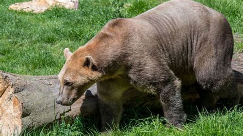 New Mixed-Breed Bear Species Discovered—Meet The Pizzly! - TravelFiber