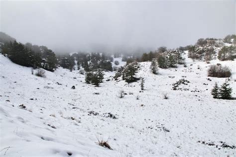 Premium Photo | The cedar forest in mountains of lebanon