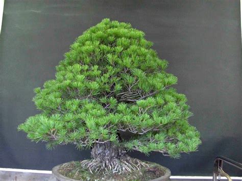 Bonsai Giapponese Attrezzi E Vasi Per Bonsai Bonsai Giapponese