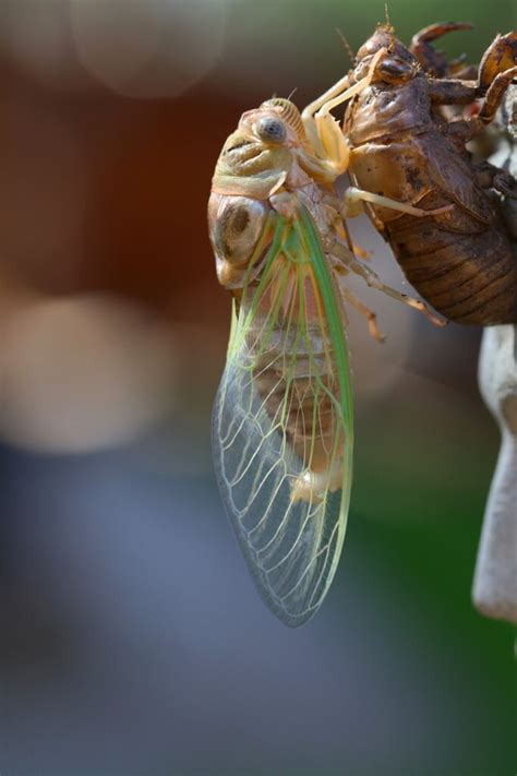 The Life Cycle of Flies: From Eggs to Live Maggots - The Fly Killer Guide