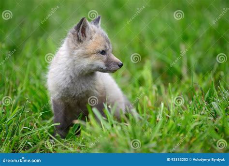 Baby silver fox stock photo. Image of family, hunter - 92833202