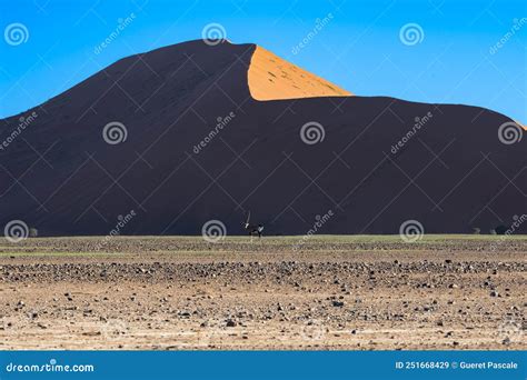 Namibia, the Namib Desert, an Oryx in the Dunes Stock Image - Image of nature, sossusvlei: 251668429