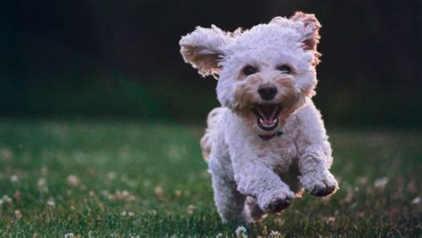 Hay Una Forma De Saber Si Tu Perro Es Feliz De Verdad