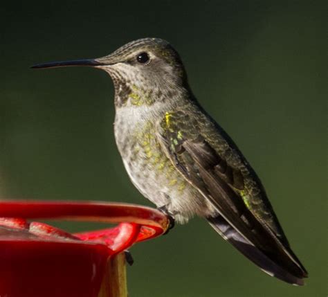 Do Hummingbirds Stay In Portland Oregon Year Round Hummingbird