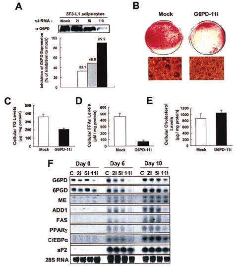 Knockdown Of G Pd Suppresses Lipogenic And Adipogenic Activities In