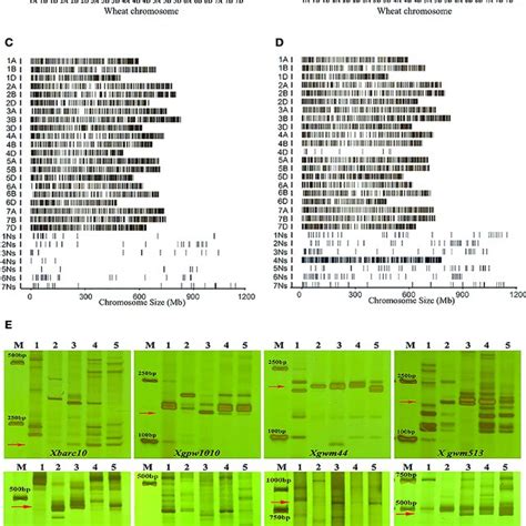 Molecular Marker Analysis Of Wheat Leymus Mollis Substitution Line