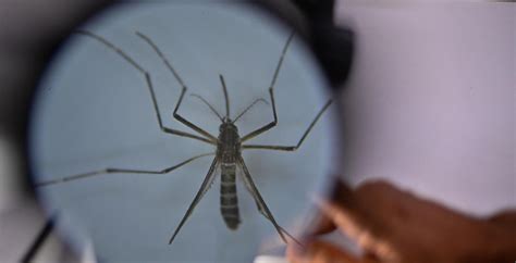 M S De Mil Casos De Dengue En Honduras En Lo Que Va Del A O Diario