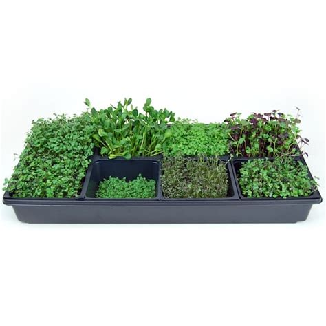 Sectional Hydroponic Microgreens Growing Kit Grow Fresh